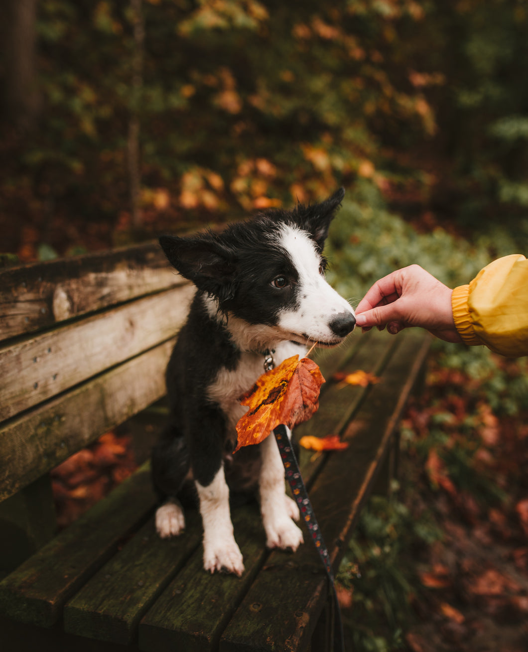 Guía para incluir un perro a la familia